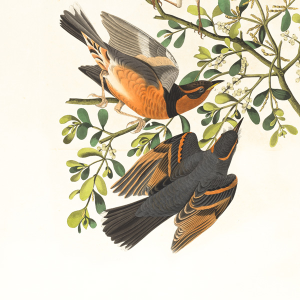 bird-illustration-1