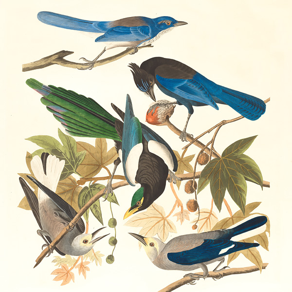 bird-illustration-2